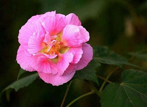 芙蓉花怎麼照顧|芙蓉花的养护方法